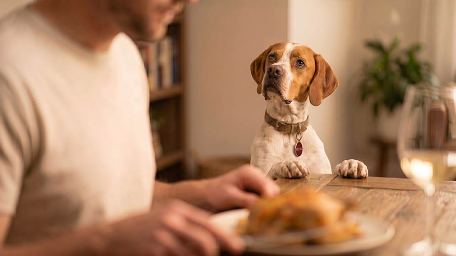 Photo of a dog begging for food at the dinner table