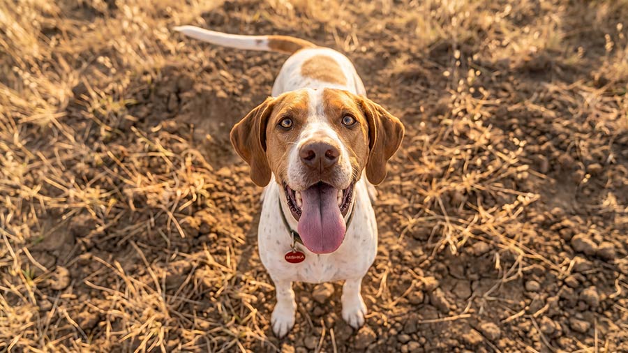 Photo of a happy dog panting and wagging his tail while looking up at his master